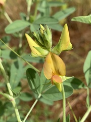 Crotalaria damarensis