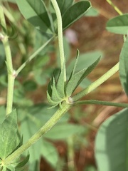 Crotalaria damarensis
