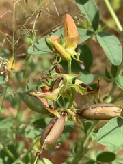 Crotalaria damarensis