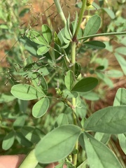 Crotalaria damarensis