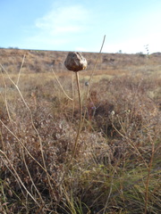 Rhaponticoides taliewii