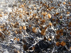 Helichrysum cochleariforme