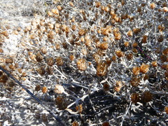 Helichrysum cochleariforme