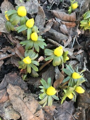 Eranthis hyemalis