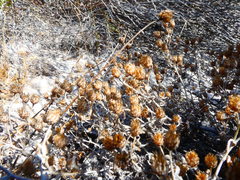 Helichrysum cochleariforme