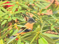 Heterophasia capistrata