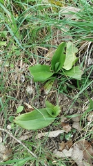 Himantoglossum hircinum