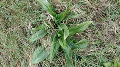 Himantoglossum hircinum