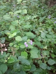 Scutellaria seleriana