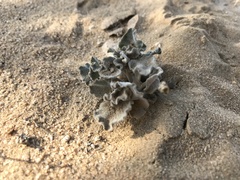 Cynanchum registanense