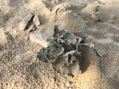 Cynanchum registanense