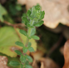 Cruciata laevipes