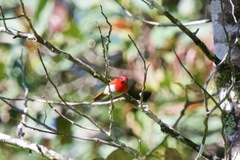 Aethopyga temminckii