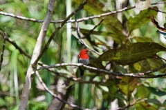 Aethopyga temminckii