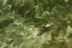 Halichoeres margaritaceus