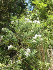 Veronica subfulvida