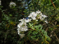 Veronica subfulvida