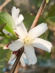 Cratoxylum formosum pruniflorum