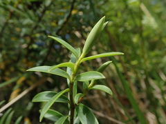 Veronica subfulvida