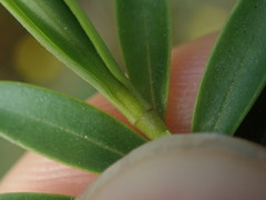 Veronica subfulvida