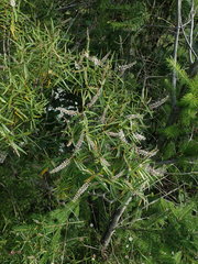Veronica stenophylla stenophylla
