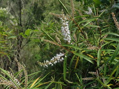 Veronica stenophylla stenophylla