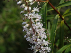 Veronica stenophylla stenophylla