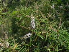 Veronica stenophylla stenophylla