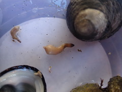 Phascolosoma annulatum