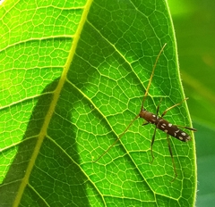 Clytocera chionospila