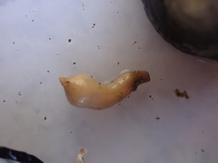 Phascolosoma annulatum