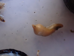 Phascolosoma annulatum