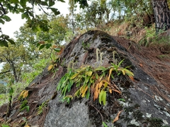 Bulbophyllum hirtum