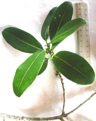 Ficus burtt-davyi