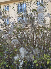 Clematis vitalba