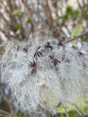 Clematis vitalba