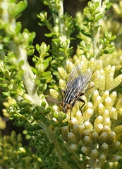 Oxysarcodexia varia