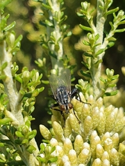 Oxysarcodexia varia