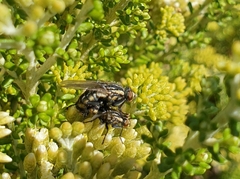 Oxysarcodexia varia