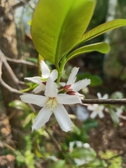 Cratoxylum formosum pruniflorum