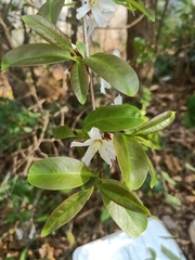Cratoxylum formosum pruniflorum