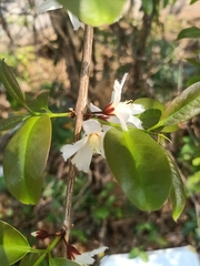 Cratoxylum formosum pruniflorum
