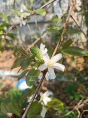 Cratoxylum formosum pruniflorum