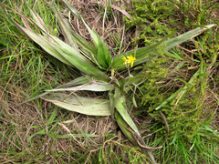 Hypoxis stellipilis