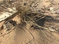 Lasiurus scindicus