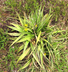 Hypoxis stellipilis