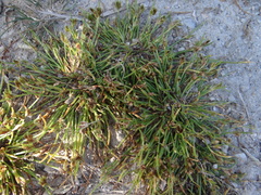 Cyperus pannonicus