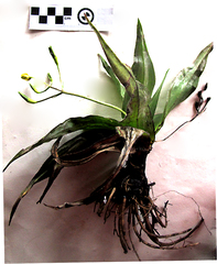 Hypoxis stellipilis