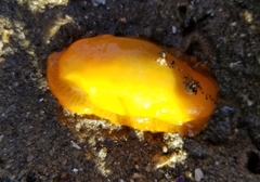 Doriopsilla albopunctata