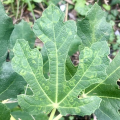 Fig mosaic emaravirus